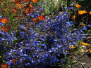 Penstemon isophyllus